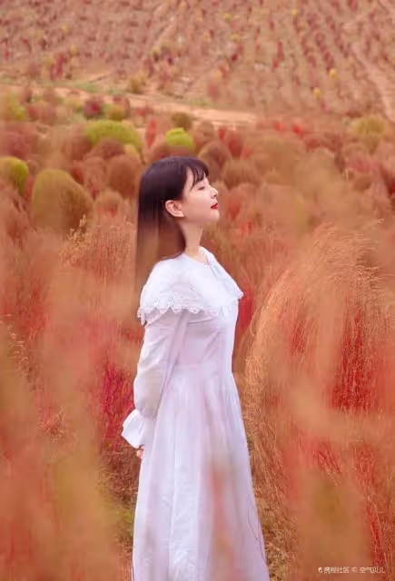 今秋新晉網紅!曾在中國被冷落,傳入日本後身價暴漲