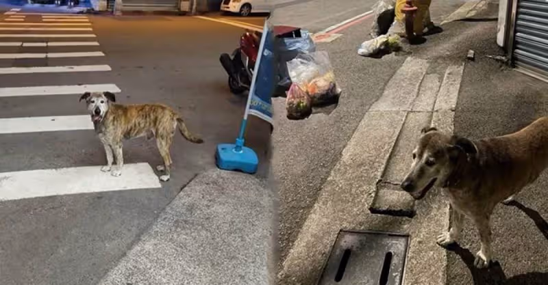 「跟狗狗的約會比老婆的還要多」台灣忠犬每天走1.5公里到垃圾桶旁，只想見主人一面，如今狗狗老了