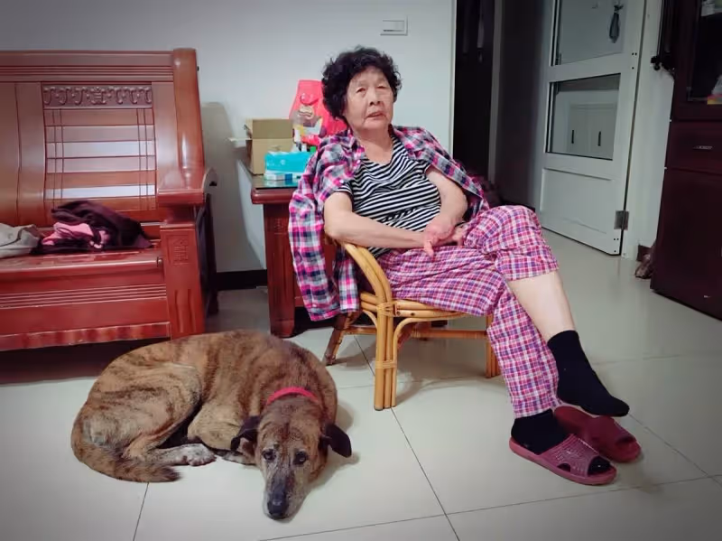 「跟狗狗的約會比老婆的還要多」台灣忠犬每天走1.5公里到垃圾桶旁，只想見主人一面，如今狗狗老了