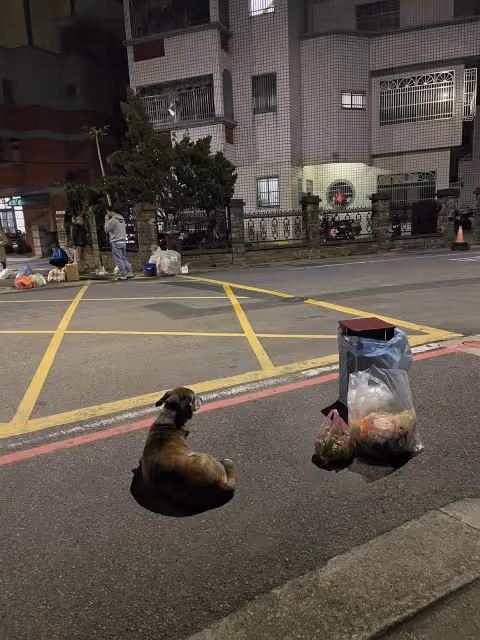 「跟狗狗的約會比老婆的還要多」台灣忠犬每天走1.5公里到垃圾桶旁，只想見主人一面，如今狗狗老了