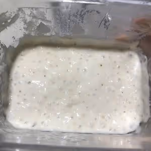 貝果（波蘭種）