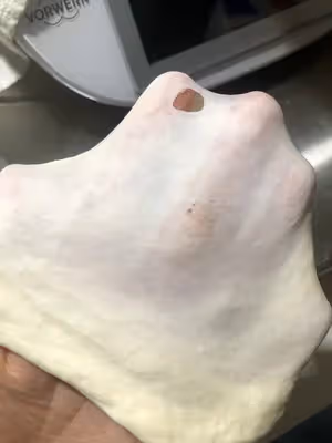 貝果（波蘭種）