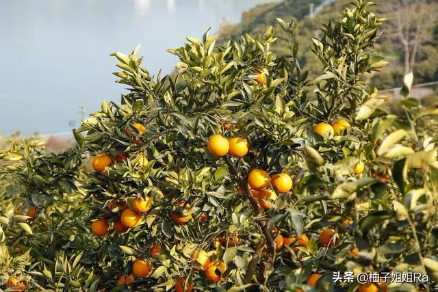 大姑每年都拿水果給我家，可是今年，母親卻生氣的說：丟垃圾桶里
