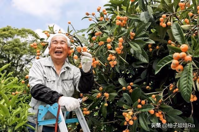 大姑每年都拿水果給我家,可是今年,母親卻生氣的說:丟垃圾桶里