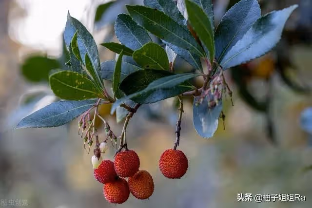 大姑每年都拿水果給我家,可是今年,母親卻生氣的說:丟垃圾桶里