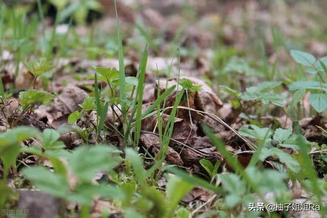 大姑每年都拿水果給我家，可是今年，母親卻生氣的說：丟垃圾桶里