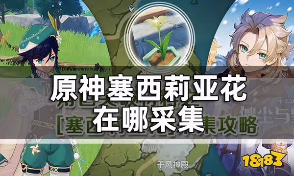 原神塞西莉亞花在哪採集 塞西莉亞花多久刷新一次