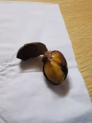 空氣炸鍋烤栗子（無需開口  輕鬆做出栗子店同款）