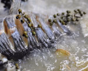 鮮椒跳水魚-橘麗絲