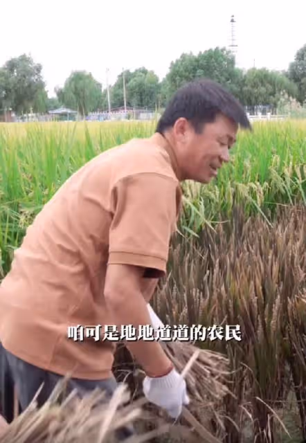王寶強到農村割稻穀,動作嫻熟自稱地道農民,女友蹲地幫忙不嫌髒