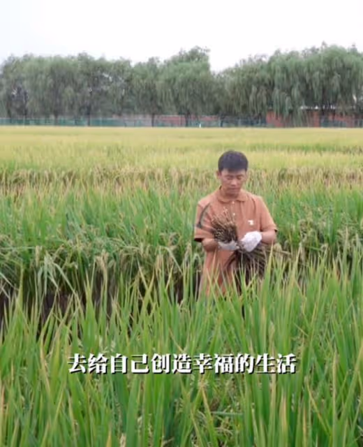 王寶強到農村割稻穀,動作嫻熟自稱地道農民,女友蹲地幫忙不嫌髒