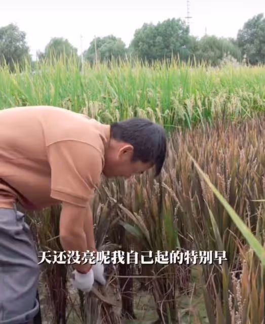 40歲王寶強下地干農活,皮膚黝黑手法嫻熟,戴手套割稻穀慘遭調侃