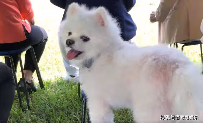 毛加恩在高以翔墓地合影,二哥高宇橋帶著寵物狗一同出席