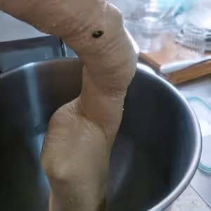 全麥黑糖紅棗核桃軟歐