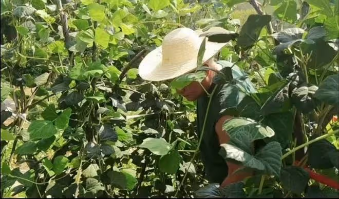 51歲老戲骨回鄉種地,用鐵鍬揚苞米忙不停,皮膚被曬得黢黑無人識