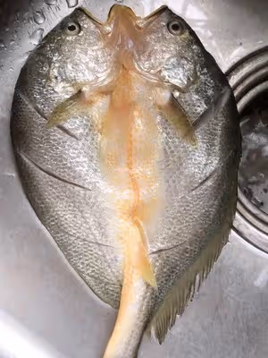 干煎黃魚