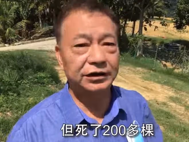 65歲廖偉雄定居國外,現身農場救有病榴槤樹,曾稱想投資當地農業