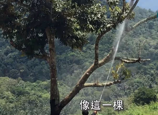 65歲廖偉雄定居國外,現身農場救有病榴槤樹,曾稱想投資當地農業
