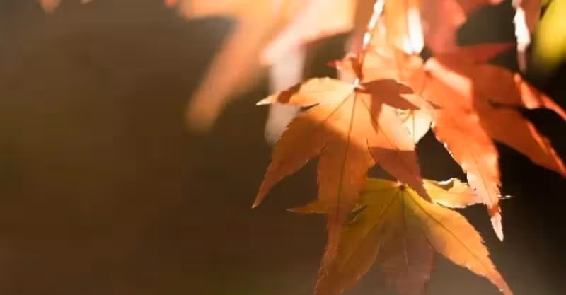 婆婆帶孫子索要5000生活費，兒媳：我爸媽帶娃5年一分不要還倒貼