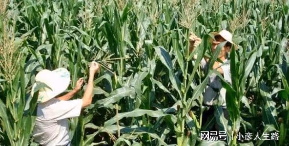 胖東來召回8.5元玉米,東北農嫂項目違規被罰30萬