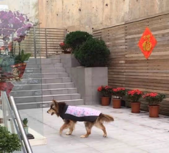 參觀汪明荃香港的家，房子四周毫無遮擋，屋內每個位置能看到海景