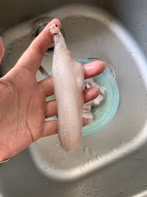紅燒水魚