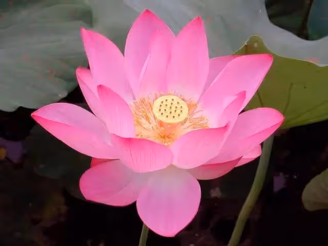 娘家拆遷補償三套房,全給了兒子,只給女兒五萬,媽:你沒資格爭