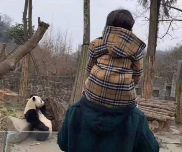 5歲小海綿被曝光正面照!身高已過楊穎的腰部,「精緻五官+白皙膚色」顏值出眾,網友驚呼:簡直迷你版黃曉明