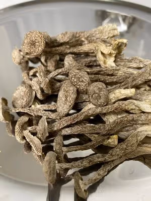 不二鹿茸菇炒肉