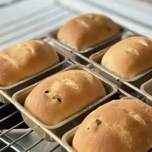 自由歐包（波蘭種）