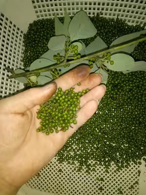 農家木姜子辣椒醬