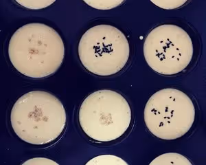 12連模老式蜂蜜蛋糕
