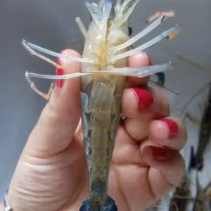 麻辣干鍋羅氏蝦