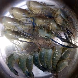 麻辣干鍋羅氏蝦