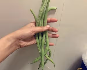 肉沫干煸豆角