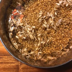 小麥回春水