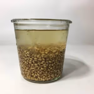 小麥回春水