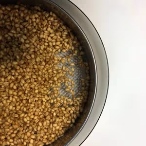 小麥回春水