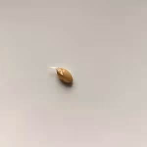 小麥回春水