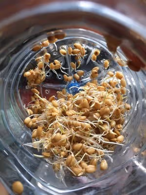 小麥回春水