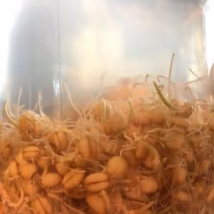 小麥回春水