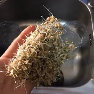 小麥回春水
