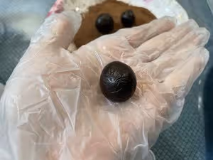 最簡單的松露巧克力，只要兩種食材（消耗可可粉）