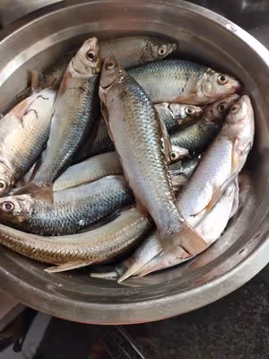 超好吃罐頭豆豉鯪魚