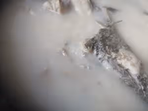 家常魚片湯