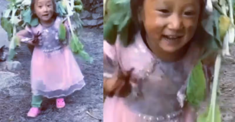 5歲女孩扛滿筐野菜下山回家，步態穩重早已輕車熟路，滿臉泥土卻掩蓋不住笑容：懂事的讓人心疼