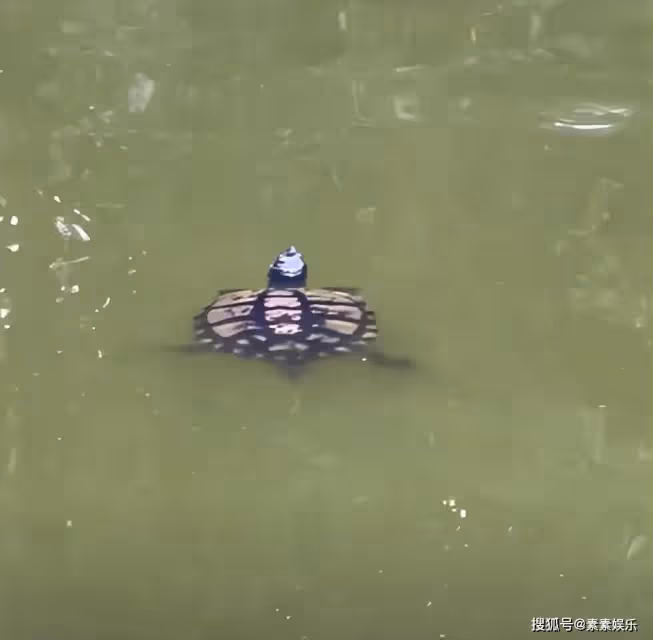 劉嘉玲豪宅內養超大烏龜,每月保養費用昂貴,生活環境優雅富足