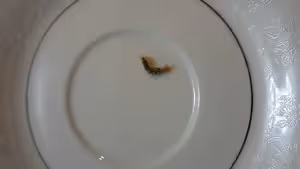 獨家秘制蝦腦醬(蝦頭的妙用)