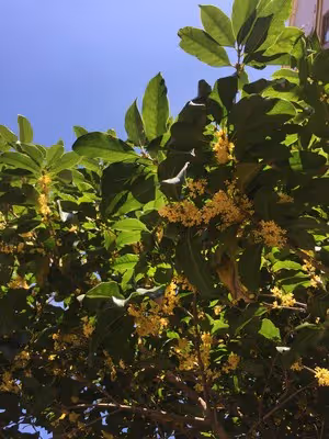 桂花蜜/糖桂花