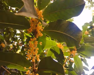 桂花蜜/糖桂花